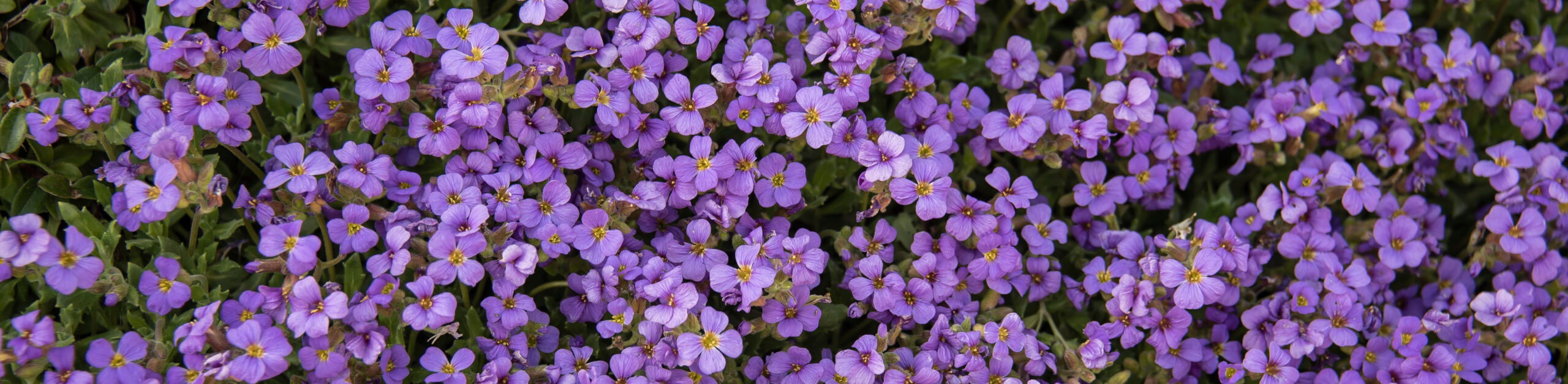 Purple Ground Cover